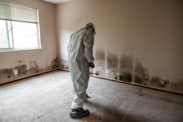 Best Mold Removal for HVAC Installations  in Harrisville, PA